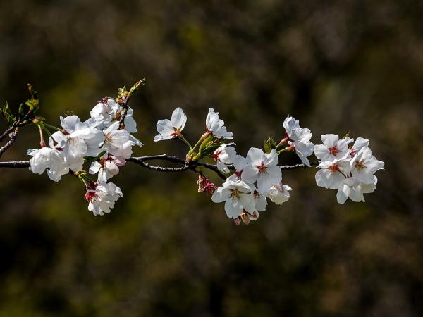 Best Time to Visit Japan: A Season-by-Season Guide photo