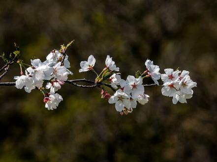 Best Time to Visit Japan: A Season-by-Season Guide photo