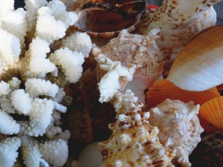 Best Beaches in Florida for Shelling (2026 Guide) photo
